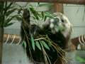羽村市動物公園　レッサーパンダ　笹を食べるソラ